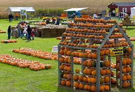 Image result for Pumpkin Picking in Finger Lakes