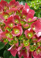 Image result for Hydrangea macrophylla Red Beauty