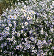 Image result for Aster turbinellus JS El Fin [J.S.]