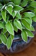 Image result for Hosta Lime Fizz