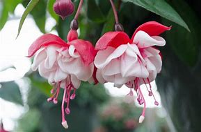 Image result for Fuchsia Charming