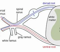 Image result for Spinal Cord and Nerve Roots