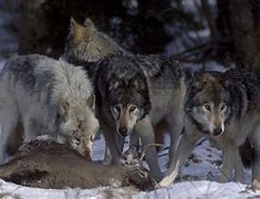 Image result for Wolf Pack Hunting Prey