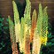 Image result for Eremurus isabellinus (x) Ruiters Hybrids