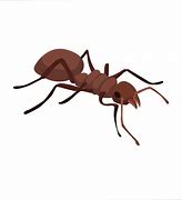 Image result for Realistic Ant Clip Art
