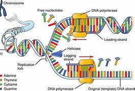 Image result for RNA vs DNA Polymerase