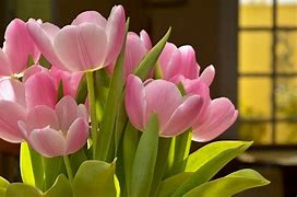 Image result for Hoa Tulip Đa Sắc