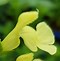 Image result for Salvia greggii SUNCREST Lemon Light