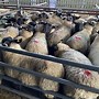 Image result for Penniston 11 Lamb