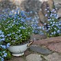 Image result for American Forget Me Nots
