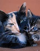 Image result for Chimera Cat