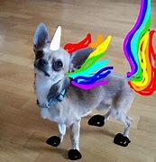 Image result for Puppies Rainbows Unicorns