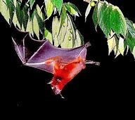 Image result for Thai Painted Bats