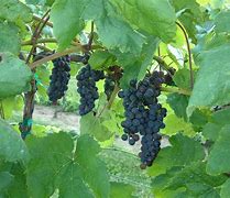 Image result for Seedless Table Grapes