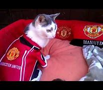 Image result for Manchester United Funny