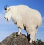 Image result for American Mountain Goat