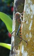 Image result for Costa Rican Grasshoppers