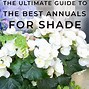 Image result for Shade-Loving Annuals Zone 5