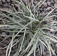Image result for Ophiopogon japonicus Silver Mist