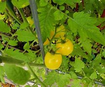 Image result for Champagne Bubbles Tomatoe