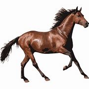 Image result for Horse Image Only No Background