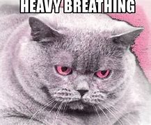 Image result for Heavy Breathing Cat Meme Variation