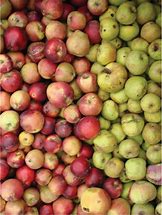 Image result for Cider Apple Varieties List