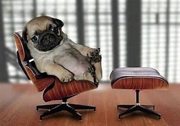Image result for Like a Boss Funny Dog Memes