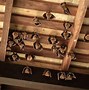 Image result for Signs of Bats in the Attic