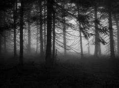 Image result for Spooky Forest Wallpaper 4K