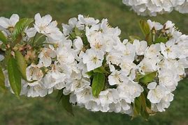 Image result for Prunus avium Lapins
