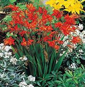 Image result for Crocosmia Red King