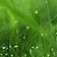 Image result for Green Color Wallpaper iPhone