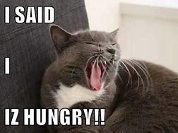 Image result for Starving Cat Meme