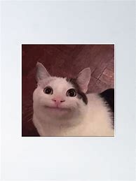 Image result for Awkward Smile Cat Meme
