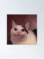 Image result for Awkward Smiling Cat