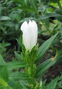 Image result for Gentiana White Magic