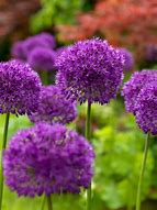 Image result for Allium Purple Sensation