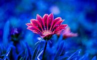 Image result for iOS Flower Wallpaper Cave