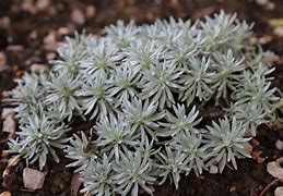 Image result for Helichrysum arwae