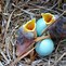 Image result for Chickadee Bird Eggs