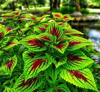 Image result for cool outdoor plants