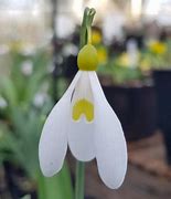 Image result for Galanthus Swanton