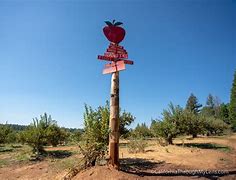 Image result for Apple Hill Map and Events