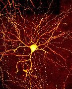 Image result for Neurons and Galaxies