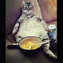 Image result for Mean Fat Cats