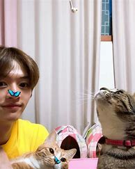 Image result for Stray Kids Lee Know Cats