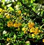 Berberis stenophylla-க்கான படிம முடிவு