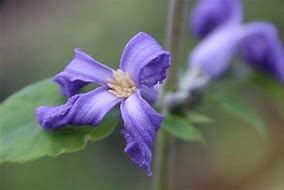 Image result for Clematis bonstedtii Crépuscule