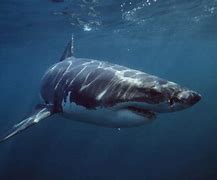 Image result for Most Deadliest Shark in the World